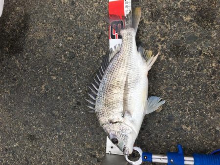 １投目からキビレチヌ釣った。やったぜ＾＾＾